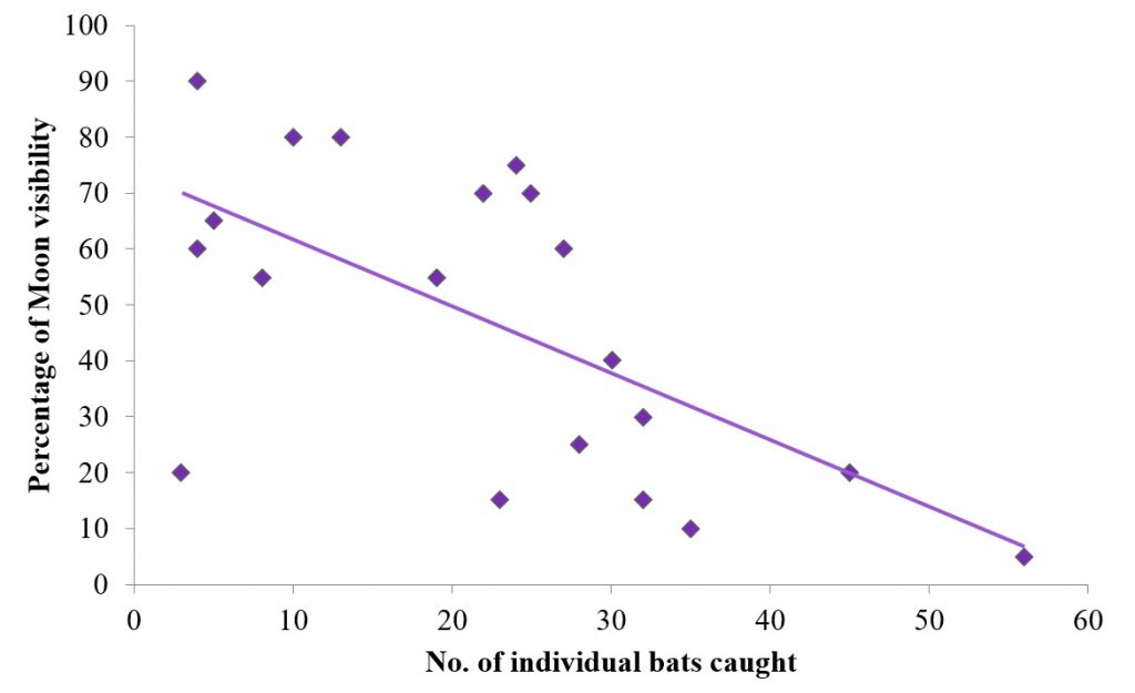 Scatter graph to show the relationship between Moon visibility and the number of individual bats caught each night.
