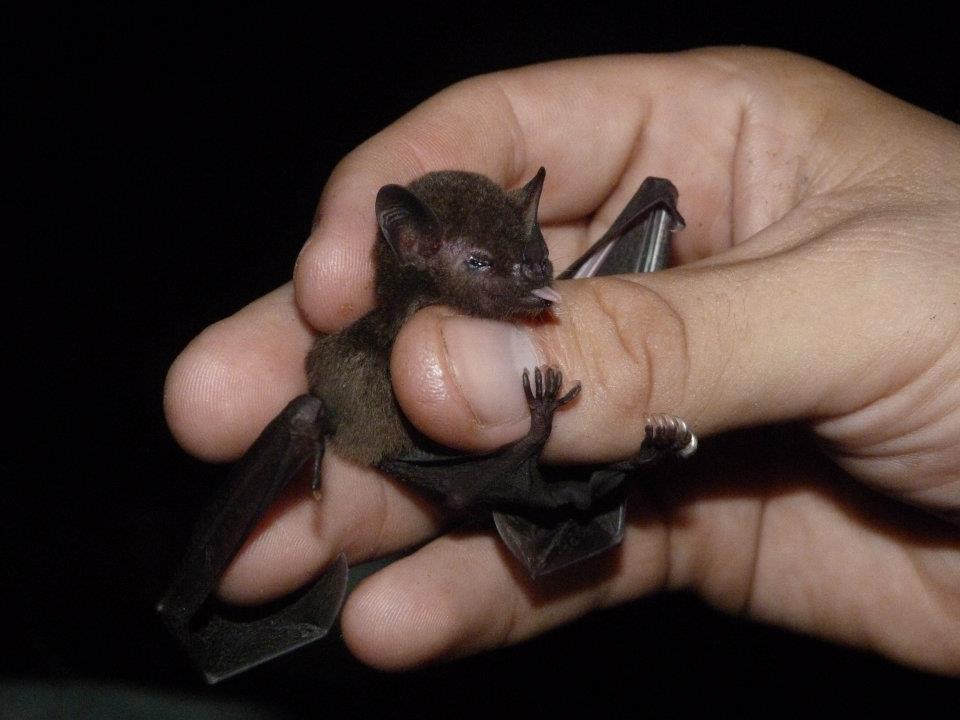 Dark Long-Tongued bat (Lichonycteris obscura)